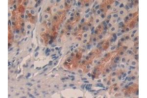 Detection of TFF2 in Rat Stomach Tissue using Monoclonal Antibody to Trefoil Factor 2 (TFF2) (Trefoil Factor 2 antibody  (AA 27-129))
