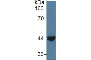 Western Blotting (WB) image for anti-Wingless-Type MMTV Integration Site Family, Member 3A (WNT3A) (AA 19-355) antibody (ABIN5014538)