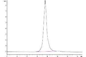 The purity of Biotinylated CD30 is greater than 95 % as determined by SEC-HPLC. (TNFRSF8 Protein (AA 19-379) (His-Avi Tag,Biotin))