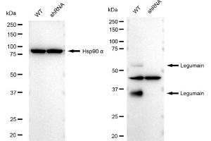 Western blotting analysis using Legumain antibody (ABIN7799247). (Recombinant LGMN antibody)