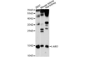 Western blot analysis of extracts of various cell lines, using LAIR2 antibody (ABIN6293062) at 1:1000 dilution. (LAIR2 antibody)