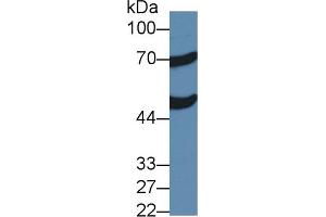 ACOX1 antibody  (AA 210-409)