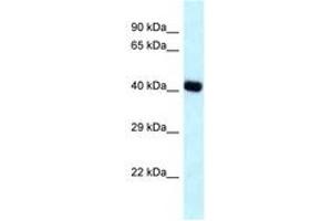 Image no. 1 for anti-Branched Chain Amino-Acid Transaminase 2, Mitochondrial (BCAT2) (AA 23-72) antibody (ABIN6747708)
