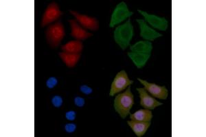 ABIN6259232 and ABIN6275659 staining Hela cells by IF/ICC. (USP45 antibody  (Internal Region))