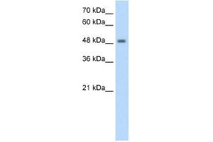 FBXL7 antibody used at 1. (FBXL7 antibody  (N-Term))