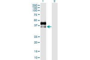 Western Blot analysis of AREG expression in transfected 293T cell line by AREG MaxPab polyclonal antibody. (Amphiregulin antibody  (AA 1-252))