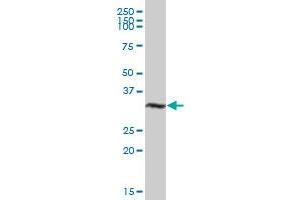 VGLL1 MaxPab polyclonal antibody. (VGLL1 antibody  (AA 1-258))