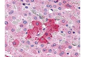 Immunohistochemical staining of Liver (Hepatocytes) using anti- GPR153 antibody ABIN122219 (GPR153 antibody)