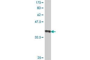 Western Blot detection against Immunogen (37. (GAS6 antibody  (AA 579-678))