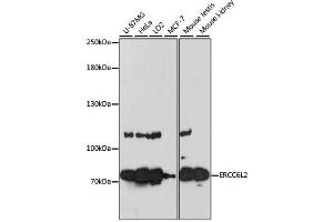 Western blot analysis of extracts of various cell lines, using ERCC6L2 antibody. (ERCC6L2 antibody)