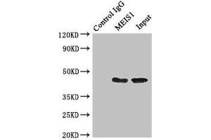 Immunoprecipitating MEIS1 in K562 whole cell lysate Lane 1: Rabbit control IgG (1 μg) instead of ABIN7155782 in K562 whole cell lysate.