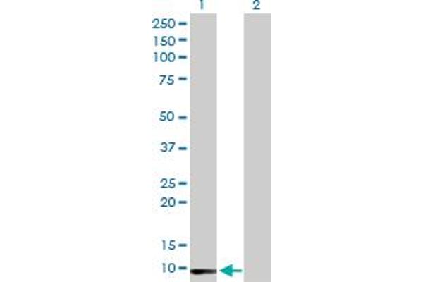 LY6E antibody  (AA 1-131)