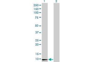 Western Blot analysis of LY6E expression in transfected 293T cell line by LY6E MaxPab polyclonal antibody. (LY6E antibody  (AA 1-131))