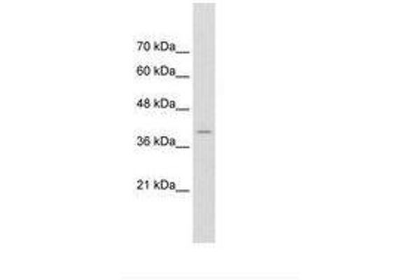 FKBP6 antibody  (AA 151-200)