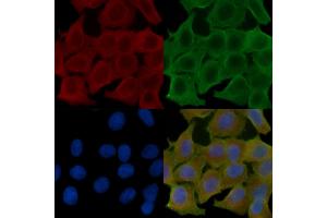ABIN6260554 and ABIN6272679 staining Hela cells(24h of starvation treatment) by IF/ICC.