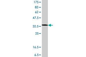 Myoferlin antibody  (AA 655-754)