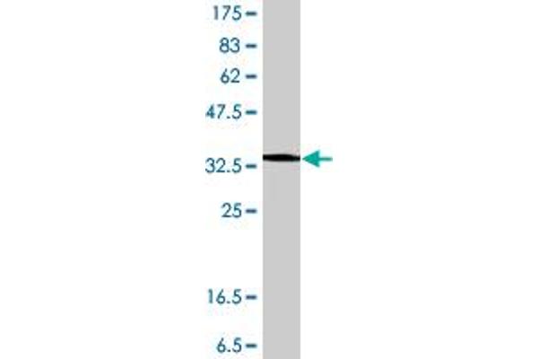 Myoferlin antibody  (AA 655-754)
