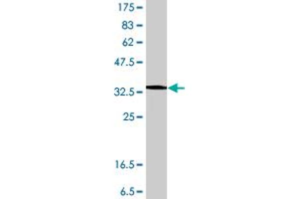 Myoferlin antibody  (AA 655-754)