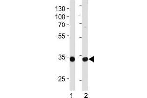 Western blot analysis of lysate from (1) MCF-7 and (2) NCI-H460 cell line using TAZ antibody at 1:1000. (TAZ antibody  (AA 32-60))