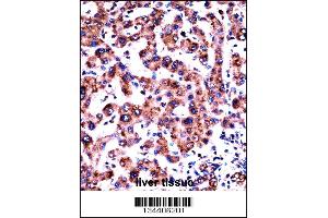 HRH1 Antibody immunohistochemistry analysis in formalin fixed and paraffin embedded human liver tissue followed by peroxidase conjugation of the secondary antibody and DAB staining. (HRH1 antibody  (AA 273-301))