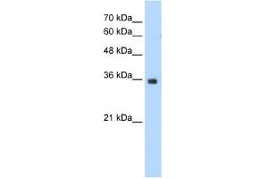 WB Suggested Anti-MORF4L2 Antibody Titration:  1.