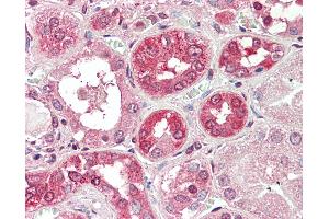 Anti-COG8 antibody IHC staining of human kidney. (COG8 antibody  (AA 381-393))