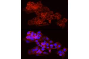 Immunofluorescence (IF) image for anti-Vinculin (VCL) antibody (ABIN1680531)