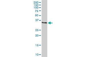 STX1A MaxPab rabbit polyclonal antibody. (STX1A antibody  (AA 1-251))