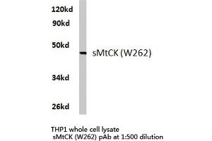 Western blot (WB) analysis of sMtCK antibody in extracts from THP1 cells. (CKMT2 antibody)