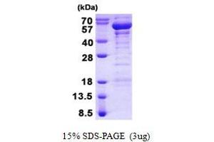 Image no. 1 for TRAF Family Member-Associated NFKB Activator (TANK) protein (His tag) (ABIN1098532)