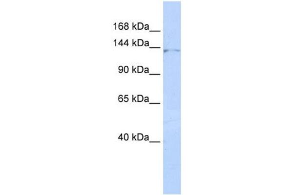 ZNF445 antibody