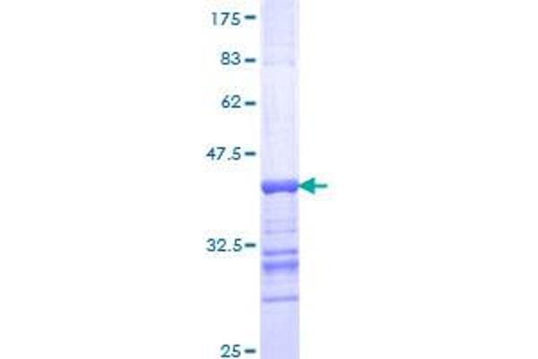 GRIK4 Protein (AA 21-130) (GST tag)