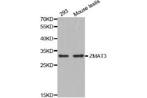 Western Blotting (WB) image for anti-Zinc Finger, Matrin-Type 3 (ZMAT3) antibody (ABIN1876200) (ZMAT3 antibody)