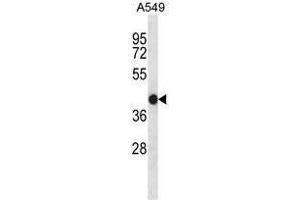 ACTA1/alpha-actin Antibody (C-term) western blot analysis in A549 cell line lysates (35ug/lane). (Actin antibody  (C-Term))