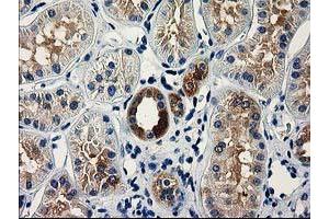 Image no. 1 for anti-V-Set and Immunoglobulin Domain Containing 2 (VSIG2) antibody (ABIN1501737) (VSIG2 antibody)