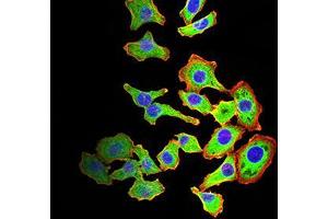 Immunofluorescence analysis of HL-7702 cells using ARF1 mouse mAb (green). (ARF1 antibody  (AA 76-182))