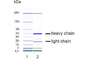 CGE analysis of purified NJ-5C9 monoclonal antibody. (Chromogranin A antibody)