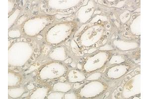 ABIN6257293 and ABIN6273662 at 1/100 staining human normal kidney tissue by IHC-P.