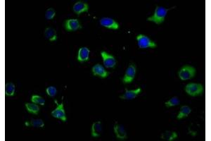Immunofluorescence staining of A549 cells with ABIN7162239 at 1:100, counter-stained with DAPI. (OPN3 antibody  (AA 313-402))