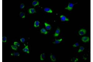 Immunofluorescence staining of A549 cells with ABIN7162239 at 1:100, counter-stained with DAPI.