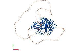 AlphaFold protein structure predicition of Human Recombinant USP2 Protein, UniprotID O75604 (USP2 Protein (AA 1-605) (His tag))