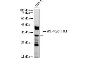 Western blot analysis of extracts of THP-1 cells, using YKL-40/CHI3L1 antibody (ABIN7266328) at 1:1000 dilution.