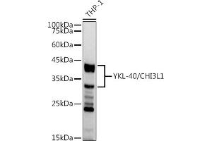 Western blot analysis of extracts of THP-1 cells, using YKL-40/CHI3L1 antibody (ABIN7266328) at 1:1000 dilution. (CHI3L1 antibody)
