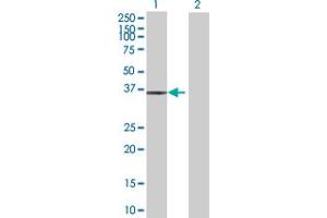 AIDA antibody  (AA 1-306)