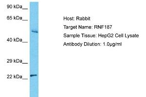 Host: Rabbit Target Name: RNF187 Sample Tissue: Human HepG2 Whole Cell Antibody Dilution: 1ug/ml (RNF187 antibody  (C-Term))