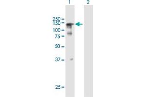 Western Blot analysis of SFRS14 expression in transfected 293T cell line by SFRS14 MaxPab polyclonal antibody. (SFRS14 antibody  (AA 1-988))