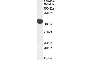 Biotinylated ABIN5608774 (0. (ALDH5A1 antibody  (AA 485-496) (Biotin))
