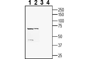 Western blot analysis of rat spleen lysates (lanes 1 and 3) and mouse kidney membranes (lanes 2 and 4):1-2. (CD63 antibody  (Extracellular))