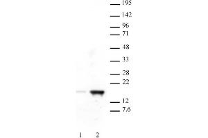 .Histone H3 acetyl Lys18 antibody tested by Western blot. A549 whole-cell extract (20 µg per lane) probed with Histone H3 acetyl Lys18 antibody (0.5 µg/ml).     Lane 1: Untreated cells.     Lane 2: Cells treated with Trichostatin A. (Histone 3 antibody  (H3K18ac))