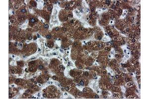 Image no. 9 for anti-Farnesyl-Diphosphate Farnesyltransferase 1 (FDFT1) antibody (ABIN1498243)